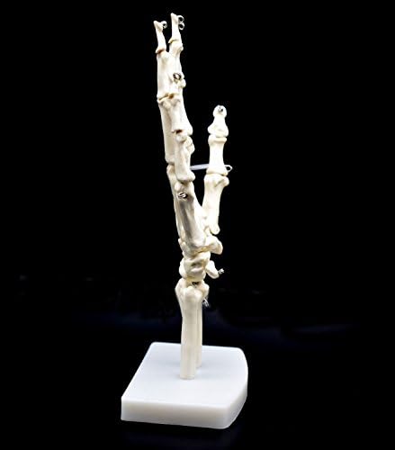 Human Hand Skeleton Model on Base, Hand Bone,Life Size, Articulated - Image 4