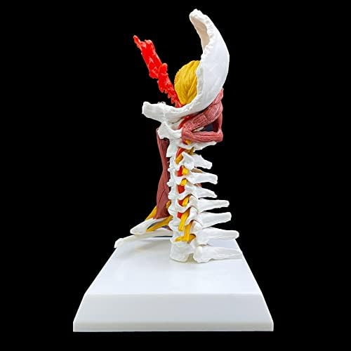 Human Cervical Vertebra Spine with Brain Stem, Muscle, Thoracic, Nerves Anatomical Model Anatomy for Science Classroom Study Display Teaching Medical Model - Image 4