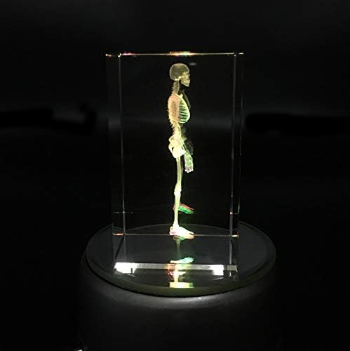 3D Human Skeleton Anatomical Model Paperweight(Laser Etched) in Crystal Glass Cube Science Anatomy Gift (No Included LED Base)(3.1x2x2 inch) - Image 7
