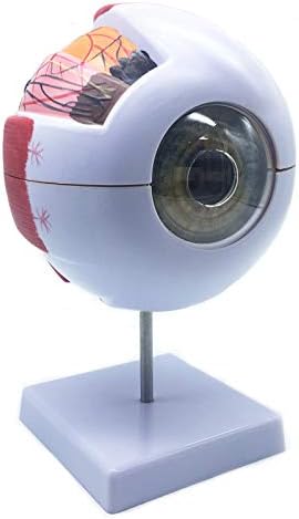 XINDAM 6X Enlarged Human Eye Anatomical Model - Accurate Anatomy for Science Classroom Study, Display, Teaching Medical Model - Image 2