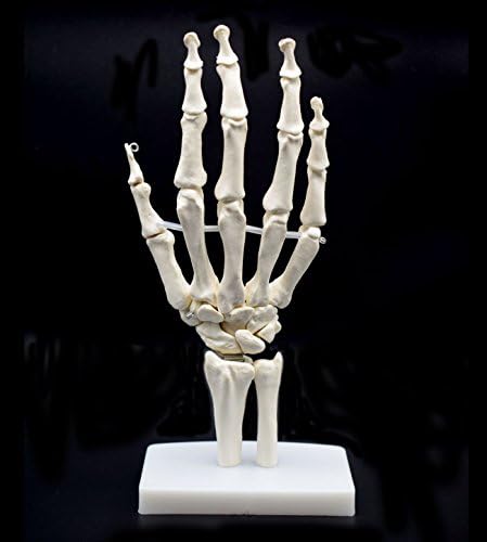Human Hand Skeleton Model on Base, Hand Bone,Life Size, Articulated - Image 3