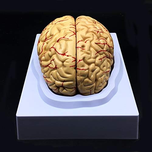 Human Brain Model, Anatomically Accurate Brain Model Life Size Human Brain Anatomy for Science Classroom Study Display Teaching Medical Model - Image 2