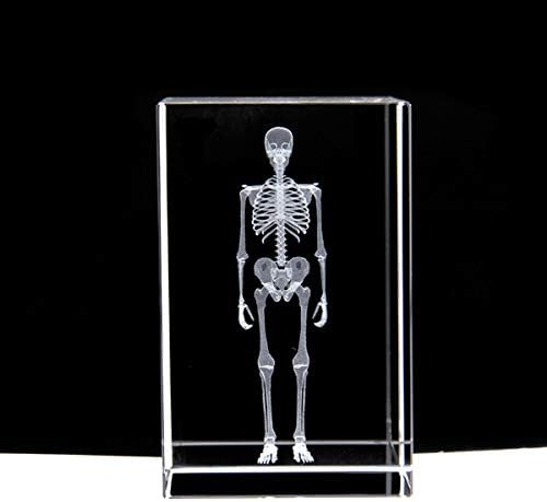 3D Human Skeleton Anatomical Model Paperweight(Laser Etched) in Crystal Glass Cube Science Anatomy Gift (No Included LED Base)(3.1x2x2 inch) - Image 2