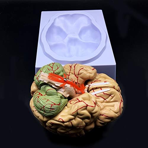Human Brain Model, Anatomically Accurate Brain Model Life Size Human Brain Anatomy for Science Classroom Study Display Teaching Medical Model - Image 5