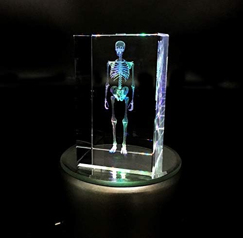 3D Human Skeleton Anatomical Model Paperweight(Laser Etched) in Crystal Glass Cube Science Anatomy Gift (No Included LED Base)(3.1x2x2 inch) - Image 6