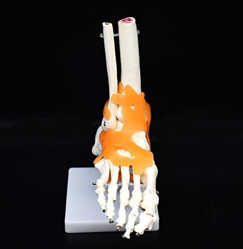 Human Foot Skeleton Model with Ligaments, Flexible, Anatomically Accurate Foot Skeleton Model Life Size Human Skeleton Anatomy for Science Classroom Study Display Teaching Medical Model - Image 2