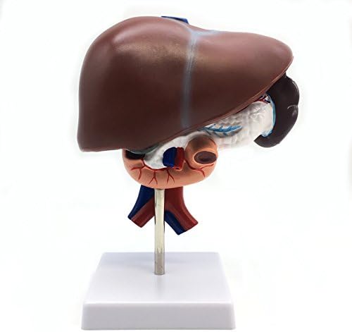 Medical Human Liver with Pancreas, Duodenum and Spleen (3-Part) Model Life-Size Anatomy for Science Classroom Study Display Teaching Medical Model - Image 2