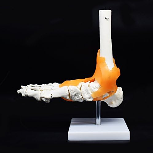 Human Foot Skeleton Model with Ligaments, Flexible, Anatomically Accurate Foot Skeleton Model Life Size Human Skeleton Anatomy for Science Classroom Study Display Teaching Medical Model - Image 4