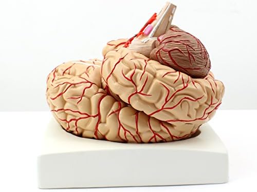 XINDAM Human Brain Model, Anatomically Accurate Brain Model Human Anatomy for Science Classroom Study Display Teaching Medical Model - Image 3