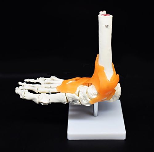 Human Foot Skeleton Model with Ligaments, Flexible, Anatomically Accurate Foot Skeleton Model Life Size Human Skeleton Anatomy for Science Classroom Study Display Teaching Medical Model - Image 3
