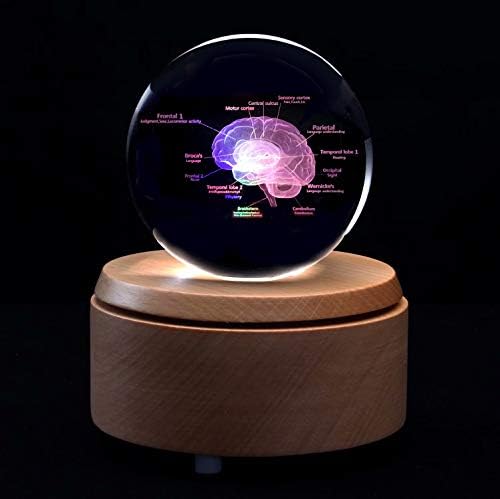 3D Human Brain with Labels Anatomical Model Paperweight(Laser Etched) in Crystal Glass Ball Science Gift (Included LED Base) - Image 3
