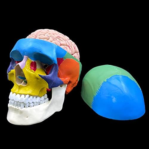 Human Skull with Brain Anatomical Model,Color-Coded Partitioned Skull,Life-Size Anatomy for Science Classroom Study Display Teaching Model - Image 3