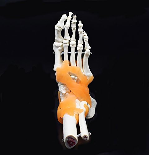 Human Foot Skeleton Model with Ligaments, Flexible, Anatomically Accurate Foot Skeleton Model Life Size Human Skeleton Anatomy for Science Classroom Study Display Teaching Medical Model - Image 7