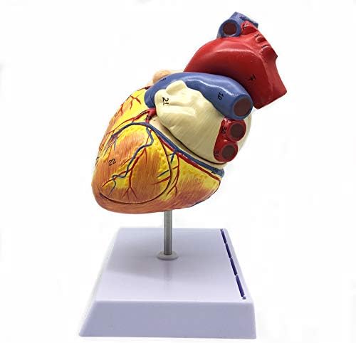 XINDAM 2X Enlarged Human Heart Anatomical Model,Anatomically Accurate Heart Model Human Skeleton Anatomy for Science Classroom Study Display Teaching Medical Model - Image 7
