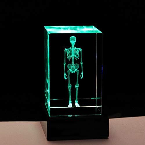 3D Human Skeleton Anatomical Model Paperweight(Laser Etched) in Crystal Glass Cube Science Anatomy Gift (No Included LED Base)(3.1x2x2 inch) - Image 3