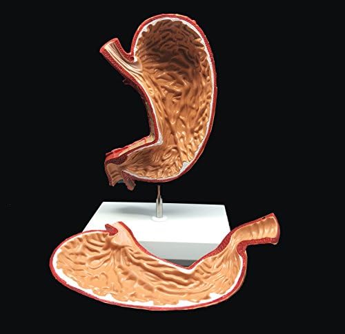 Human Stomach Model 1.5X Enlarged Anatomical Model Anatomy for Science Classroom Study Display Teaching Medical Model 2-Parts - Image 3
