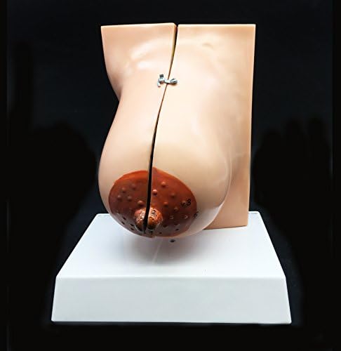 Human Breast Model Life-Size Anatomy for Science Classroom Study Display Teaching Medical Model 2-Parts - Image 4