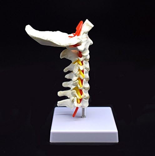 Cervical Vertebra Arteria Spine Spinal Nerves Anatomical Model Anatomy for Science Classroom Study Display Teaching Medical Model - Image 4