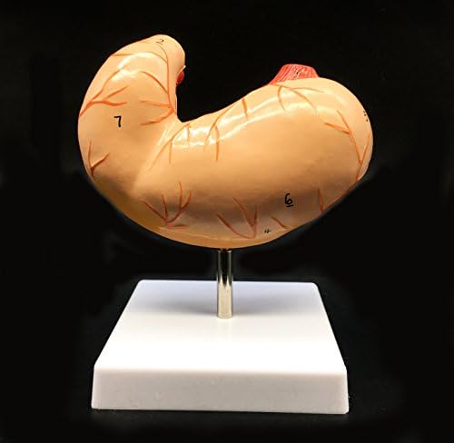 Human Stomach Model Life Size Anatomical Model Anatomy for Science Classroom Study Display Teaching Medical Model 2-Parts - Image 5