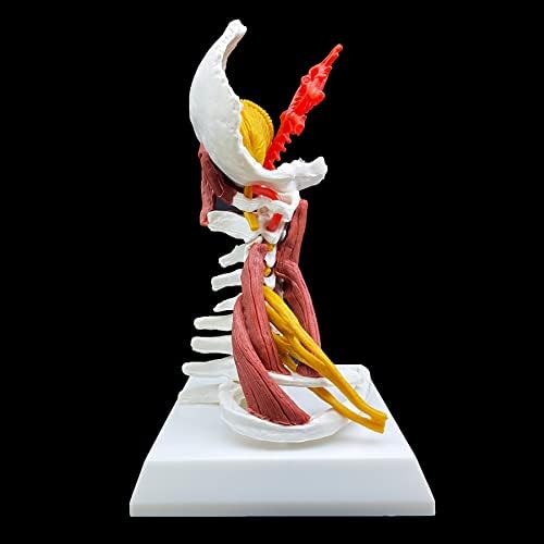 Human Cervical Vertebra Spine with Brain Stem, Muscle, Thoracic, Nerves Anatomical Model Anatomy for Science Classroom Study Display Teaching Medical Model - Image 3