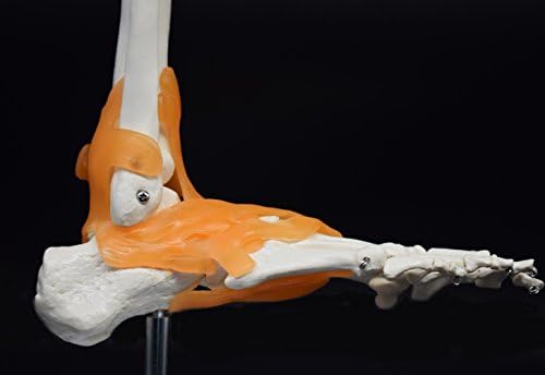 Human Foot Skeleton Model with Ligaments, Flexible, Anatomically Accurate Foot Skeleton Model Life Size Human Skeleton Anatomy for Science Classroom Study Display Teaching Medical Model - Image 6