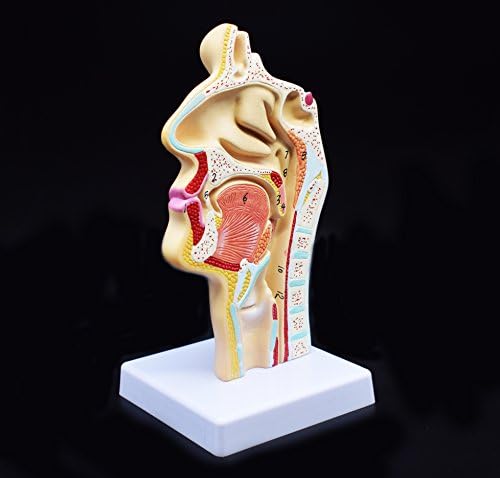 XINDAM Human Anatomical Nasal Cavity Throat Anatomy Medical Model For Science Classroom Study Display Teaching Medical Model - Image 3