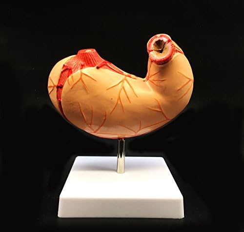 Human Stomach Model Life Size Anatomical Model Anatomy for Science Classroom Study Display Teaching Medical Model 2-Parts - Image 6