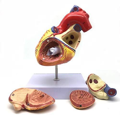 XINDAM 2X Enlarged Human Heart Anatomical Model,Anatomically Accurate Heart Model Human Skeleton Anatomy for Science Classroom Study Display Teaching Medical Model - Image 5