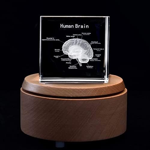 3D Human Brain with Labels Anatomical Model Paperweight(Laser Etched) in Crystal Glass Cube Science Gift (Included LED Base) - Image 2