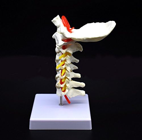 Cervical Vertebra Arteria Spine Spinal Nerves Anatomical Model Anatomy for Science Classroom Study Display Teaching Medical Model - Image 3