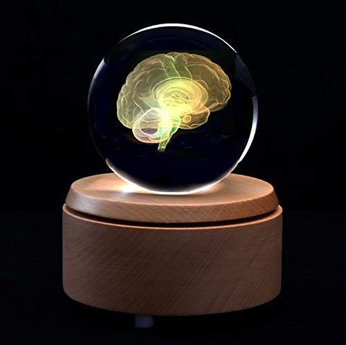 3D Human Brain Anatomical Model Paperweight(Laser Etched) in Crystal Glass Ball Science Gift (Included LED Base) - Image 5