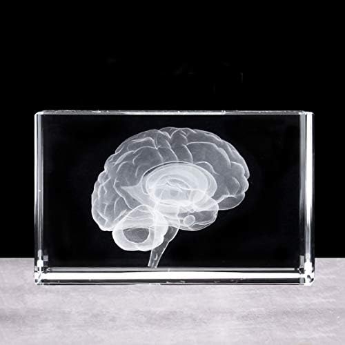 3D Human Brain Anatomical Model Paperweight(Laser Etched) in Crystal Glass Cube Science Gift (No Included LED Base)(3.1x2x2 inch) - Image 7