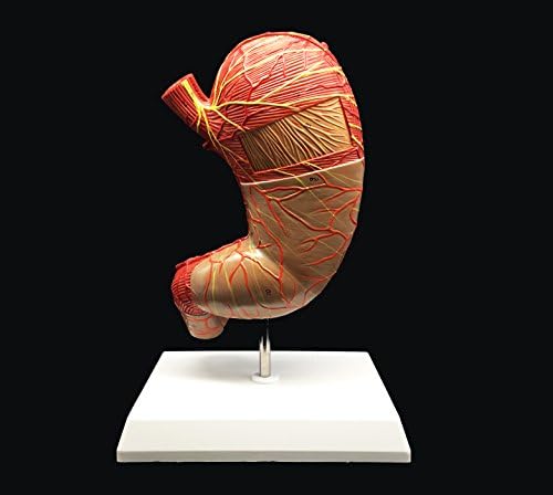 Human Stomach Model 1.5X Enlarged Anatomical Model Anatomy for Science Classroom Study Display Teaching Medical Model 2-Parts - Image 4