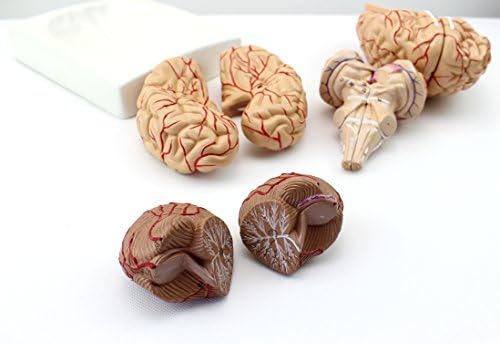 XINDAM Human Brain Model, Anatomically Accurate Brain Model Human Anatomy for Science Classroom Study Display Teaching Medical Model - Image 7