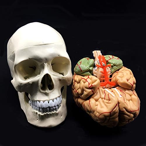 XINDAM Human Skull with Brain Anatomical Model 8-Part Life-Size Anatomy for Science Classroom Study Display Teaching Medical Model - Image 7