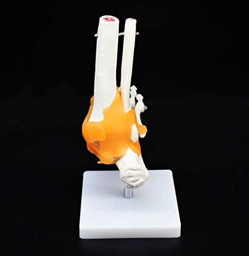Human Foot Skeleton Model with Ligaments, Flexible, Anatomically Accurate Foot Skeleton Model Life Size Human Skeleton Anatomy for Science Classroom Study Display Teaching Medical Model - Image 5