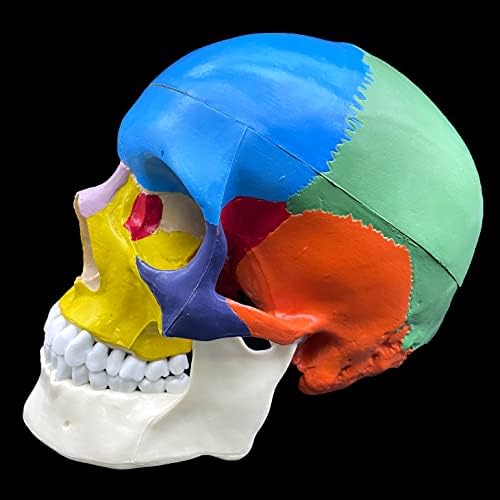 Human Skull with Brain Anatomical Model,Color-Coded Partitioned Skull,Life-Size Anatomy for Science Classroom Study Display Teaching Model - Image 7