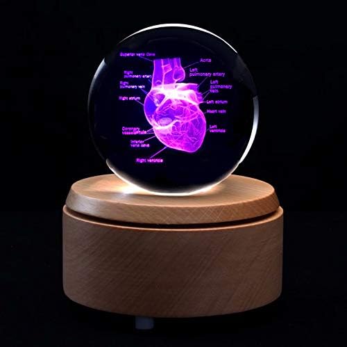 3D Human Heart with Labels Anatomical Model Paperweight(Laser Etched) in Crystal Glass Ball Science Gift (Included LED Base) - Image 3