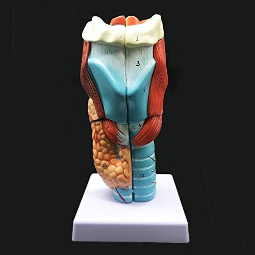 2X Enlarged Human Throat Model, Anatomically Accurate Throat Model Human Throat Anatomy for Science Classroom Study Display Teaching Medical Model - Image 7