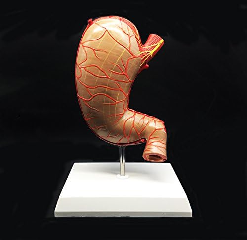 Human Stomach Model 1.5X Enlarged Anatomical Model Anatomy for Science Classroom Study Display Teaching Medical Model 2-Parts - Image 5