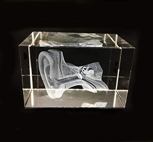 3D Human Ear Anatomical Model Paperweight(Laser Etched) in Crystal Glass Cube Science Anatomy Gift (No Included LED Base) - Image 3