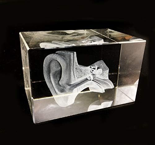 3D Human Ear Anatomical Model Paperweight(Laser Etched) in Crystal Glass Cube Science Anatomy Gift (No Included LED Base) - Image 2