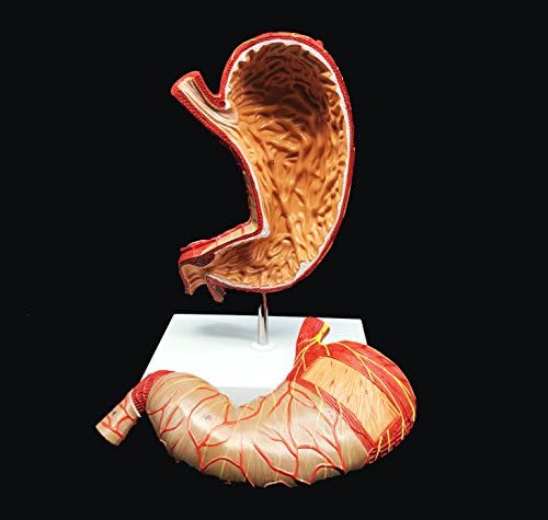 Human Stomach Model 1.5X Enlarged Anatomical Model Anatomy for Science Classroom Study Display Teaching Medical Model 2-Parts - Image 2