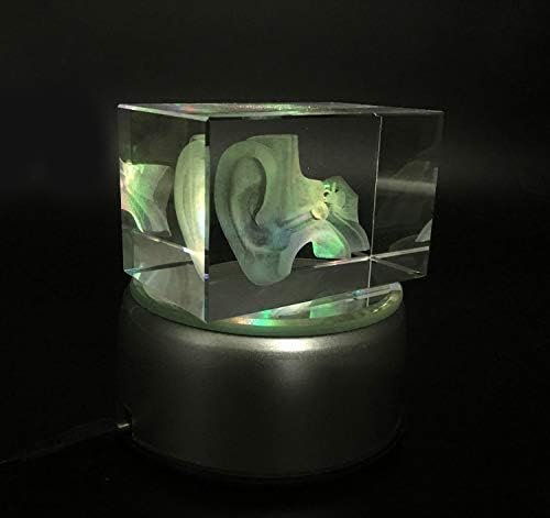3D Human Ear Anatomical Model Paperweight(Laser Etched) in Crystal Glass Cube Science Anatomy Gift (No Included LED Base) - Image 5