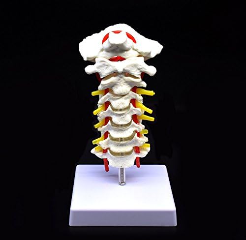 Cervical Vertebra Arteria Spine Spinal Nerves Anatomical Model Anatomy for Science Classroom Study Display Teaching Medical Model - Image 2