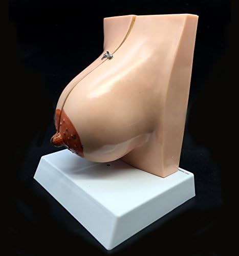 Human Breast Model Life-Size Anatomy for Science Classroom Study Display Teaching Medical Model 2-Parts - Image 5