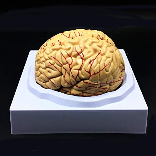 Human Brain Model, Anatomically Accurate Brain Model Life Size Human Brain Anatomy for Science Classroom Study Display Teaching Medical Model - Image 3