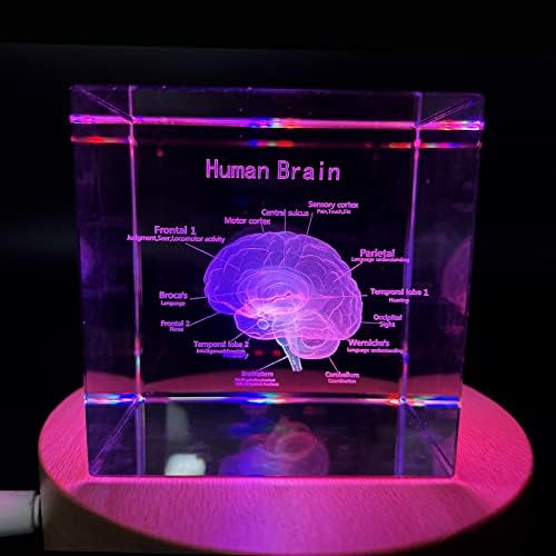 3D Human Brain with Labels Anatomical Model Paperweight(Laser Etched) in Crystal Glass Cube Science Gift (Included LED Base) - Image 5