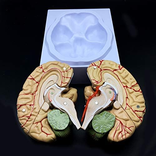 Human Brain Model, Anatomically Accurate Brain Model Life Size Human Brain Anatomy for Science Classroom Study Display Teaching Medical Model - Image 4