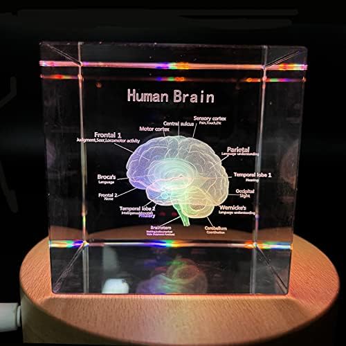 3D Human Brain with Labels Anatomical Model Paperweight(Laser Etched) in Crystal Glass Cube Science Gift (Included LED Base) - Image 3